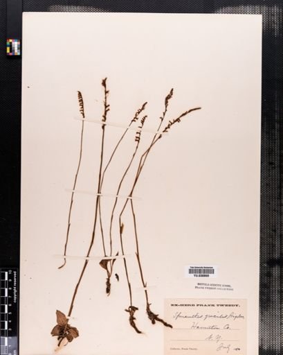 Spiranthes gracilis