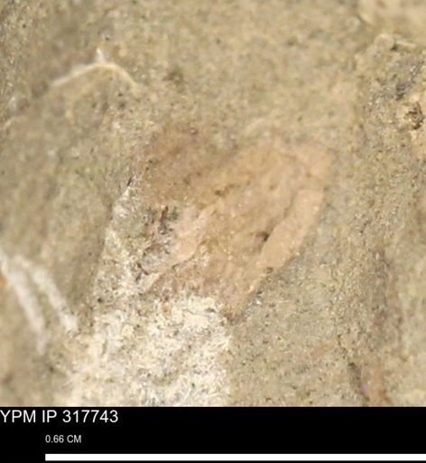 undet. Mollusca