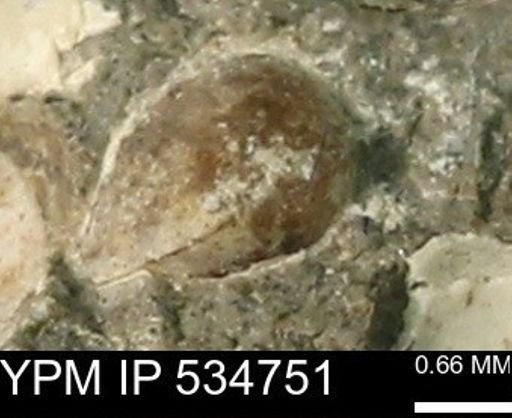Protocardia subquadrata