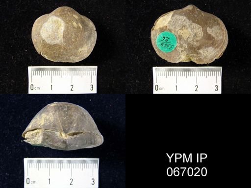 Schizophoria impressa