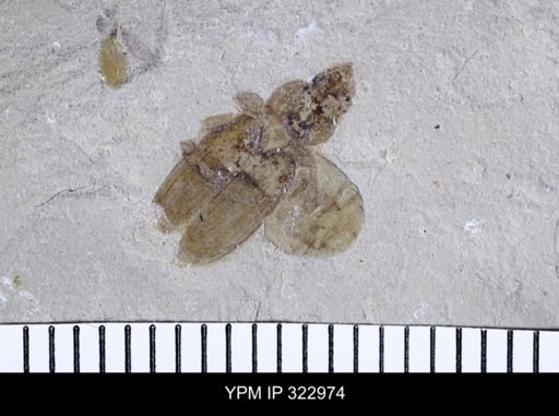 Tropisternus sculptilis