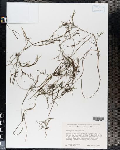 Potamogeton foliosus