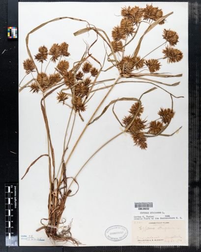 Cyperus strigosus
