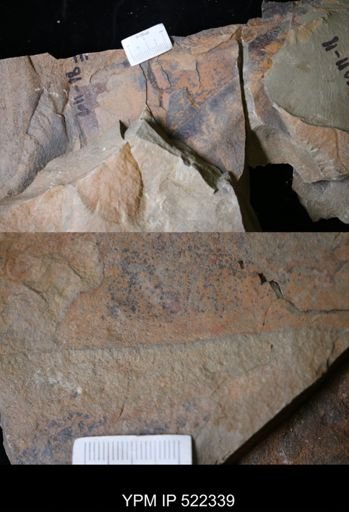 Aegirocassis?