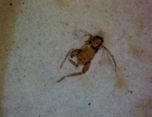 Diptera?