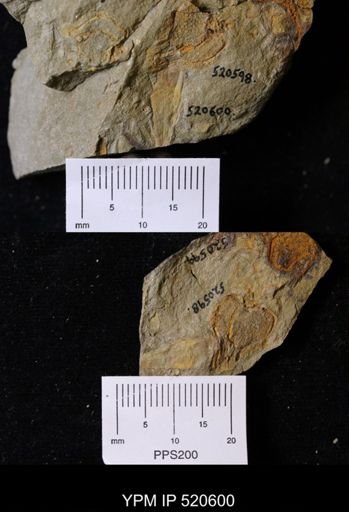undet. Hyolithida
