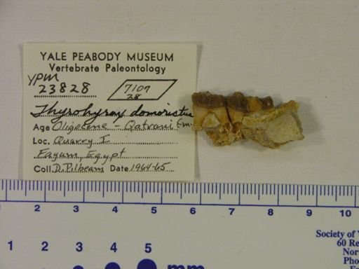 Thyrohyrax domorictus