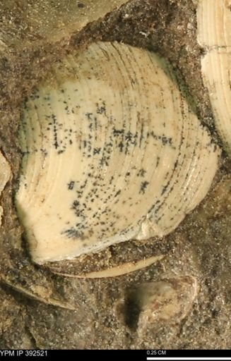 Protocardia subquadrata