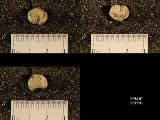 Wellerella osagensis