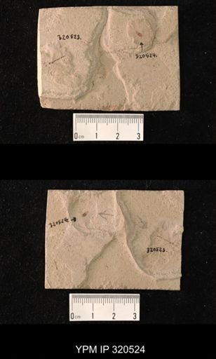 undet. Coleoptera