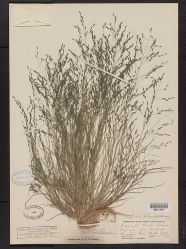 Eragrostis pilosa