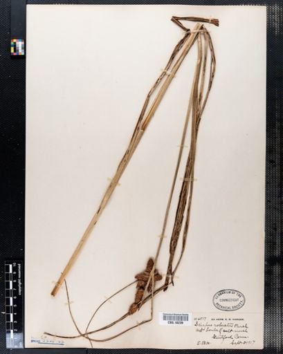 Scirpus robustus