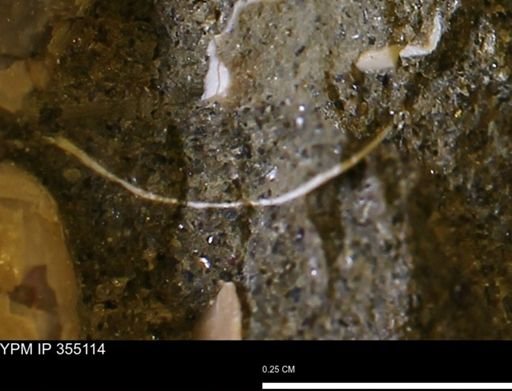 undet. Mollusca