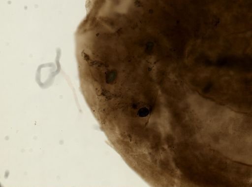 Plehnia ellipsoides