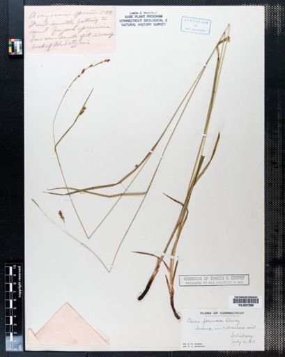 Carex formosa