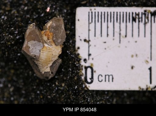 undet. Gastropoda