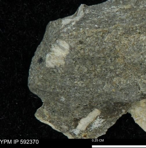 undet. Mollusca