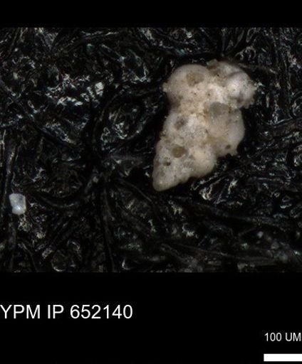 undet. Heterohelicidae