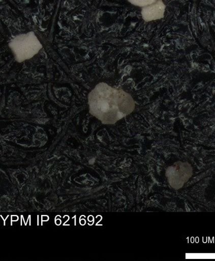 undet. Foraminiferida