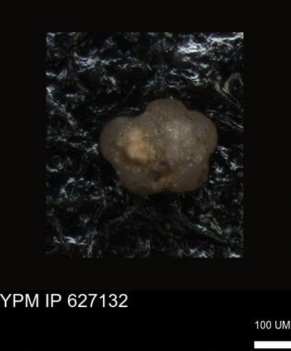 undet. Foraminiferida