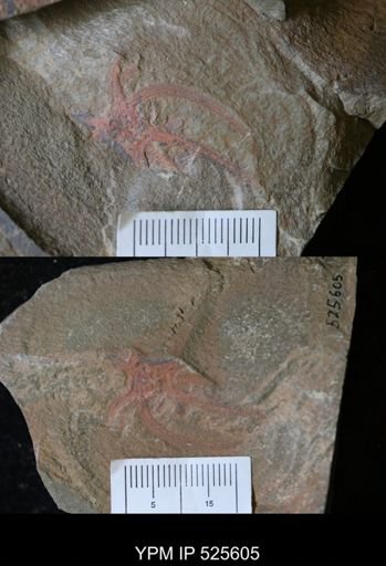 Marrellomorpha