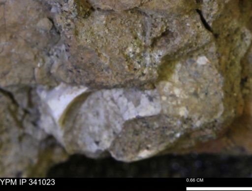 Corbicula sp.