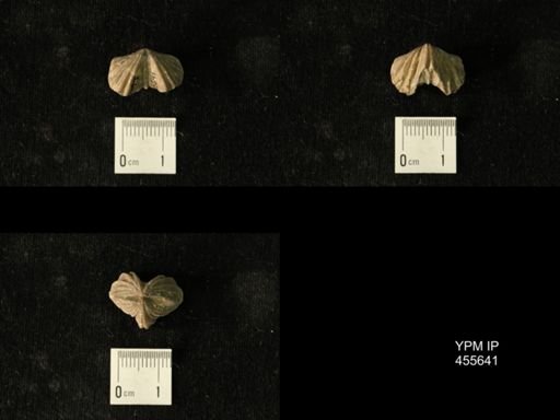 Platystrophia profundsulcata