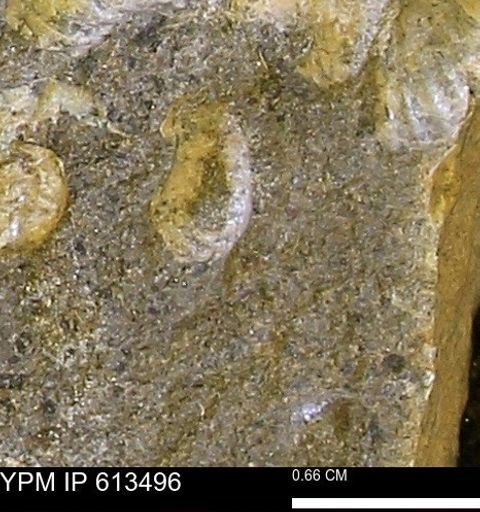 Scaphites sp.