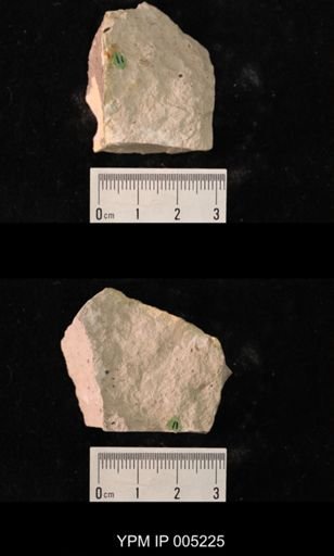 Lemmatophora minuta