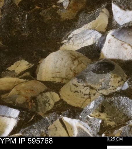 Protocardia sp.