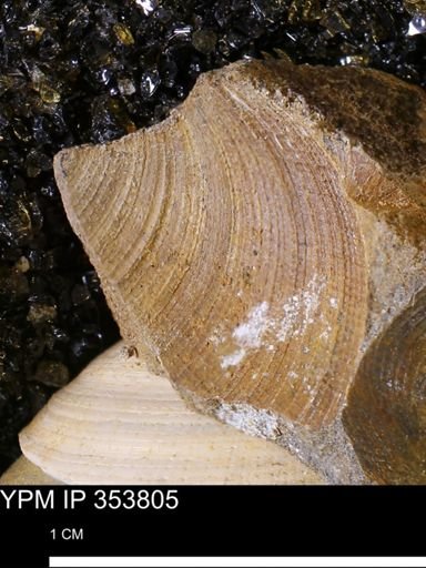 Limopsis striatopunctatus