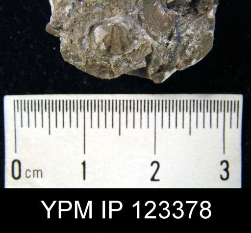 Spirifer cyclopterus