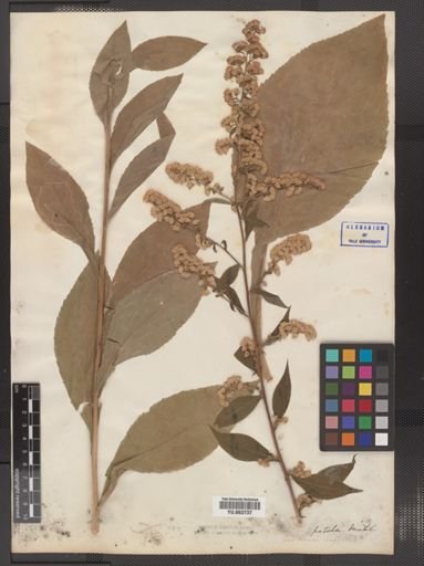 Solidago patula