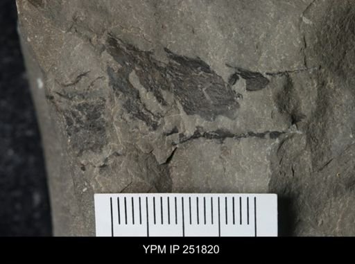 Problematica