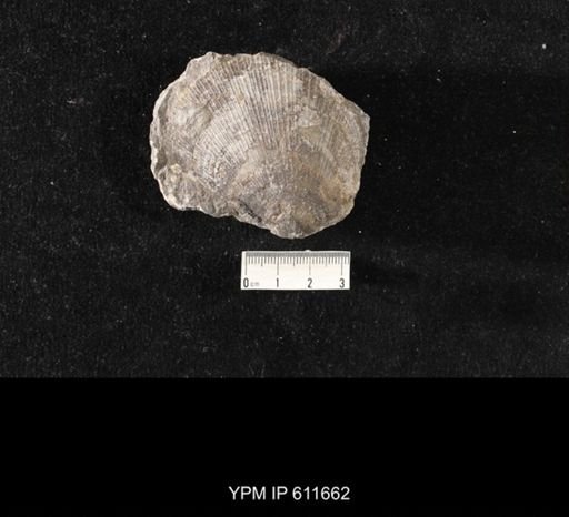 Aviculopecten sp.