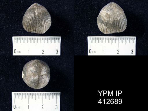 Uncinulus sp.