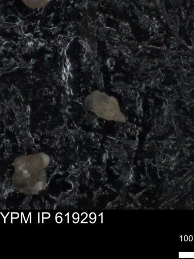 undet. Heterohelicidae