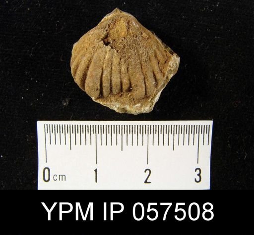 Uncinulus sp.