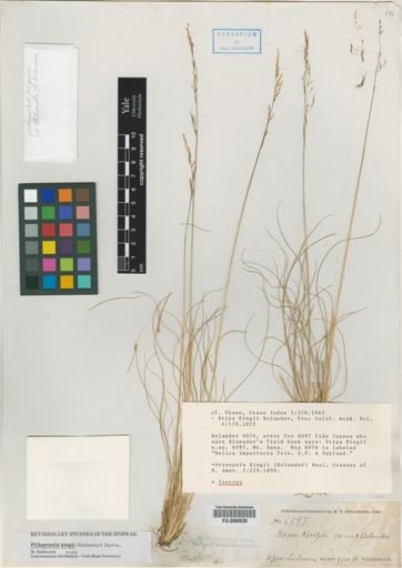 Ptilagrostis kingii