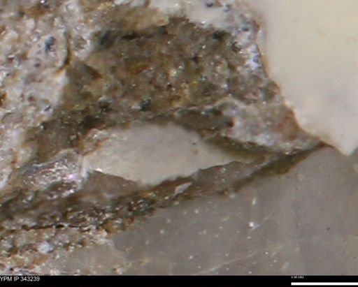 undet. Bivalvia
