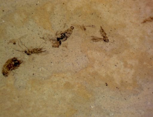 undet. Diptera