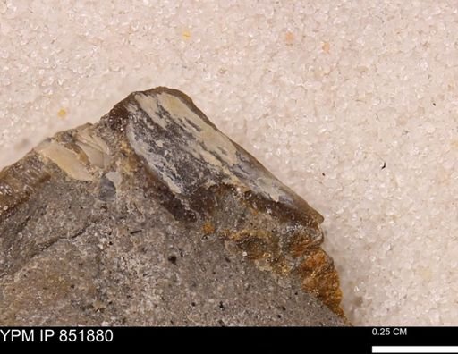 Bivalvia