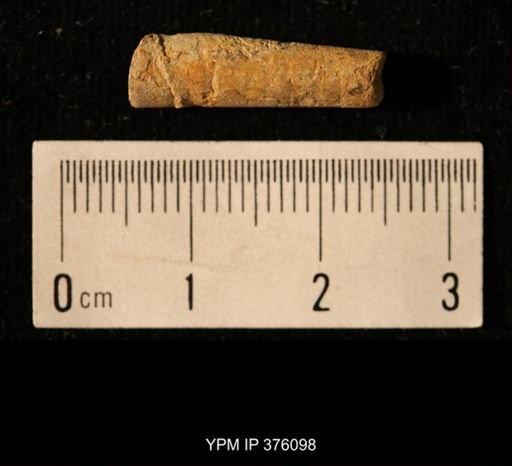 Pseudorthoceras knoxense