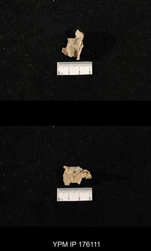 Chonosteges sp.