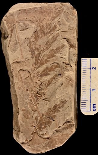 Asplenium dicksonianum