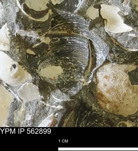 Limopsis sp.
