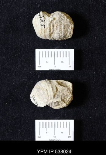 Turritella aff. seriatim-granulata
