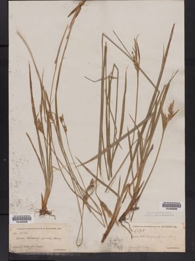 Carex