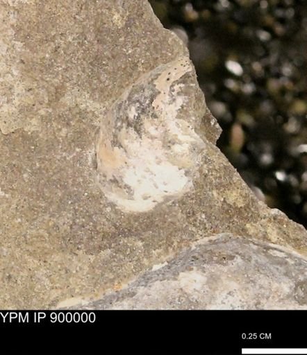 undet. Mollusca