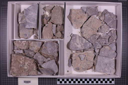 mixed taxa, stratigraphic collection